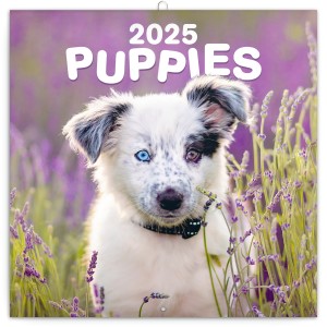 Lemeznaptr Puppies 2024, 30  30 cm (naptr)